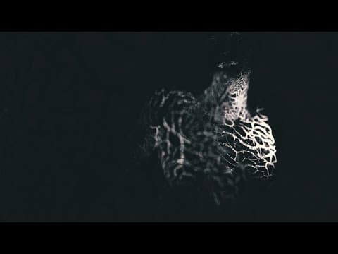Miniatura del vídeo de ULCERATE