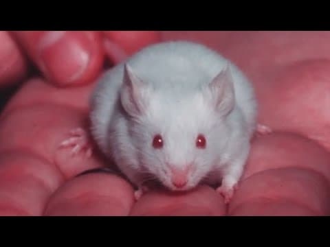 Miniatura del vídeo de DREEM RIPPER